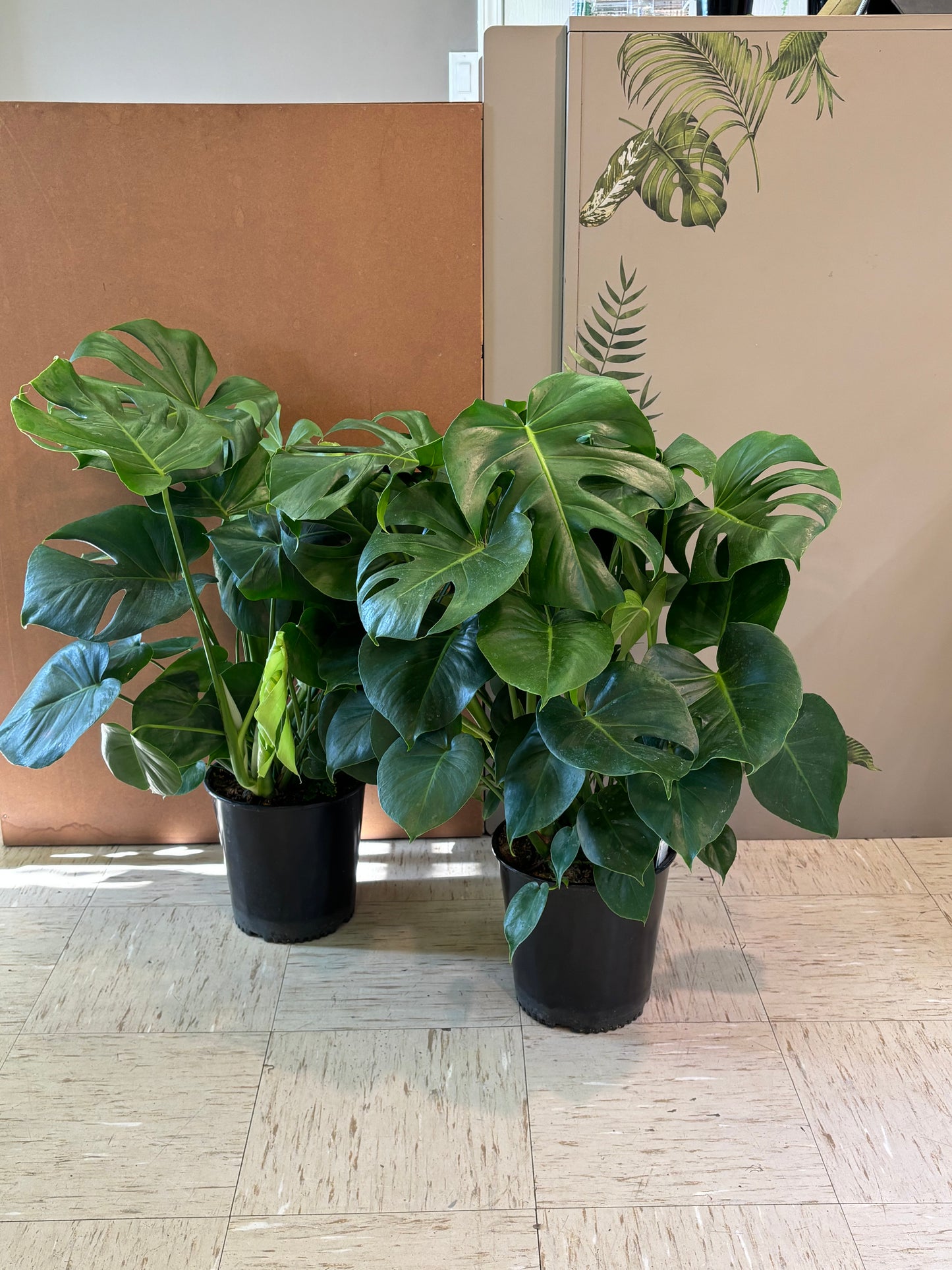 10” Monstera deliciosa