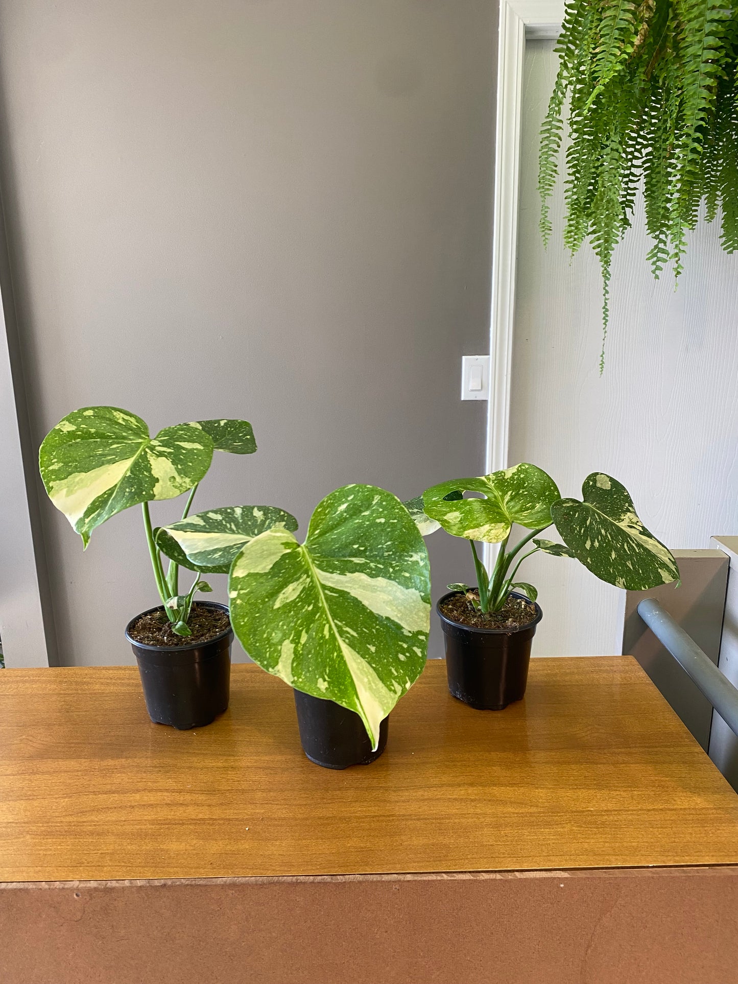 4” Monstera Thai Constellation