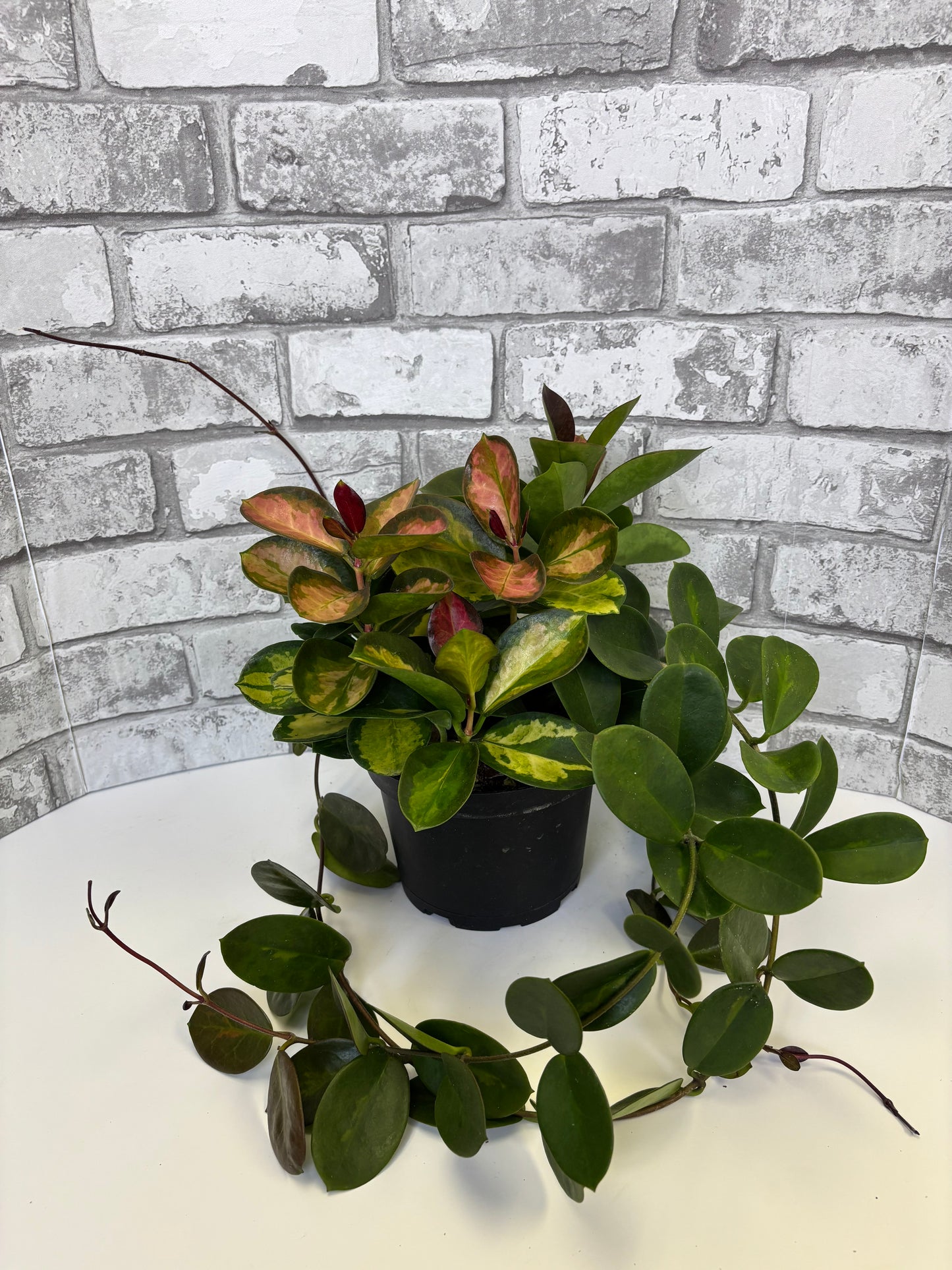 6” Hoya australis ‘Lisa’