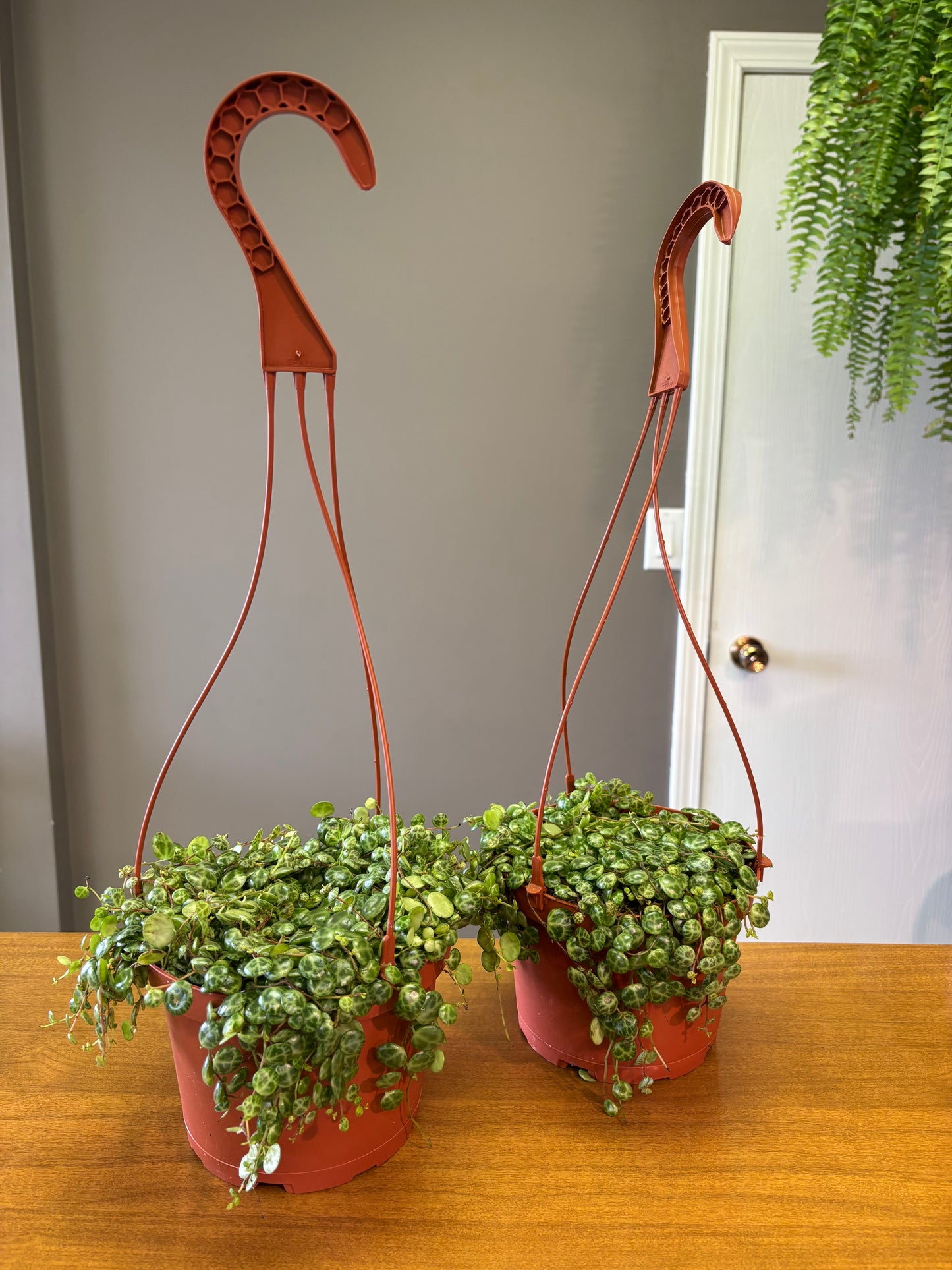 6” String of Turtles / Peperomia prostrata