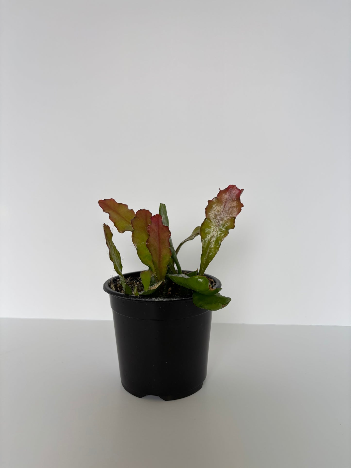 4” Fishbone Cactus / Disocactus anguliger