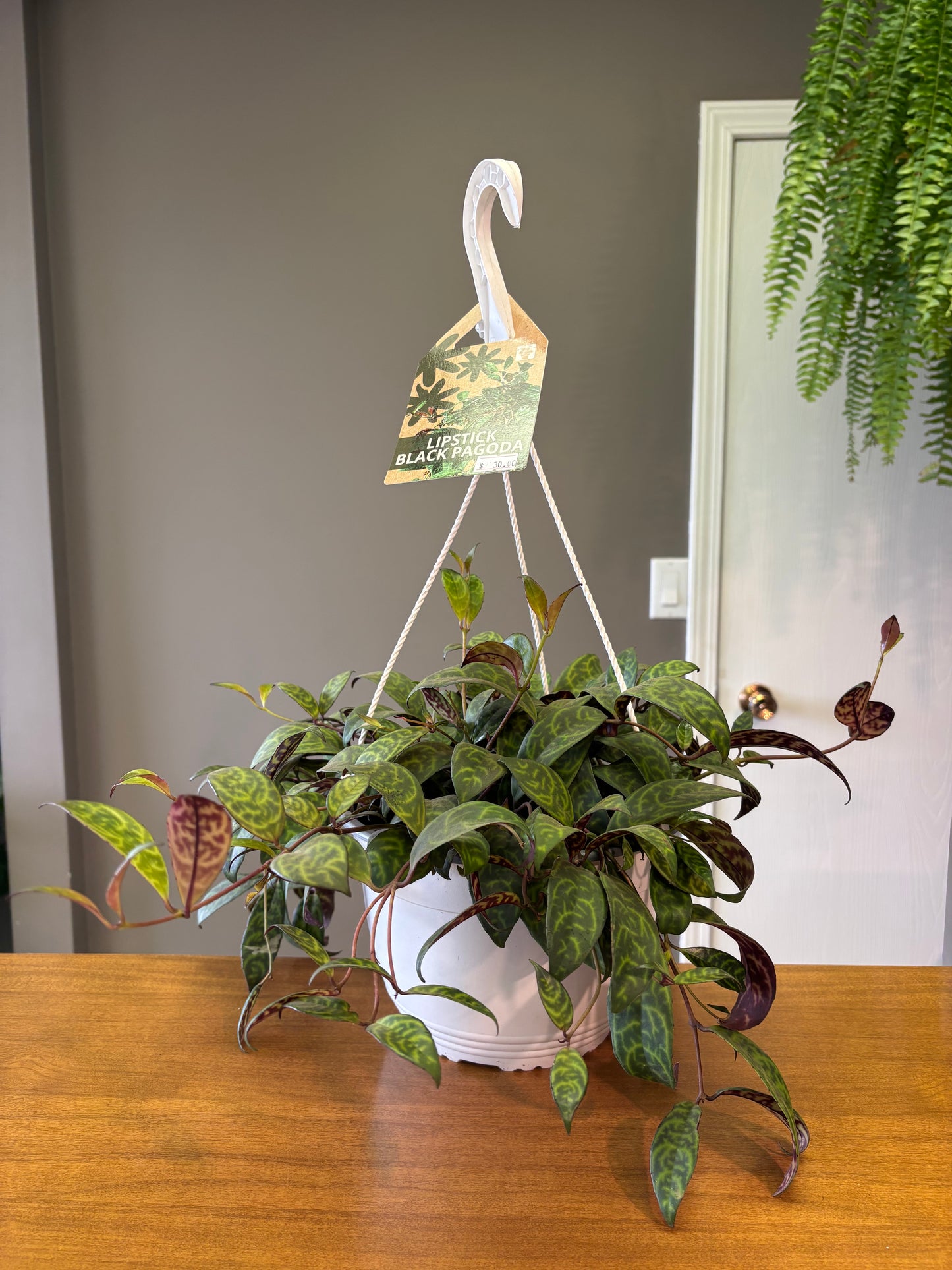 8” Lipstick Black Pagoda / Aeschynanthus longicaulis