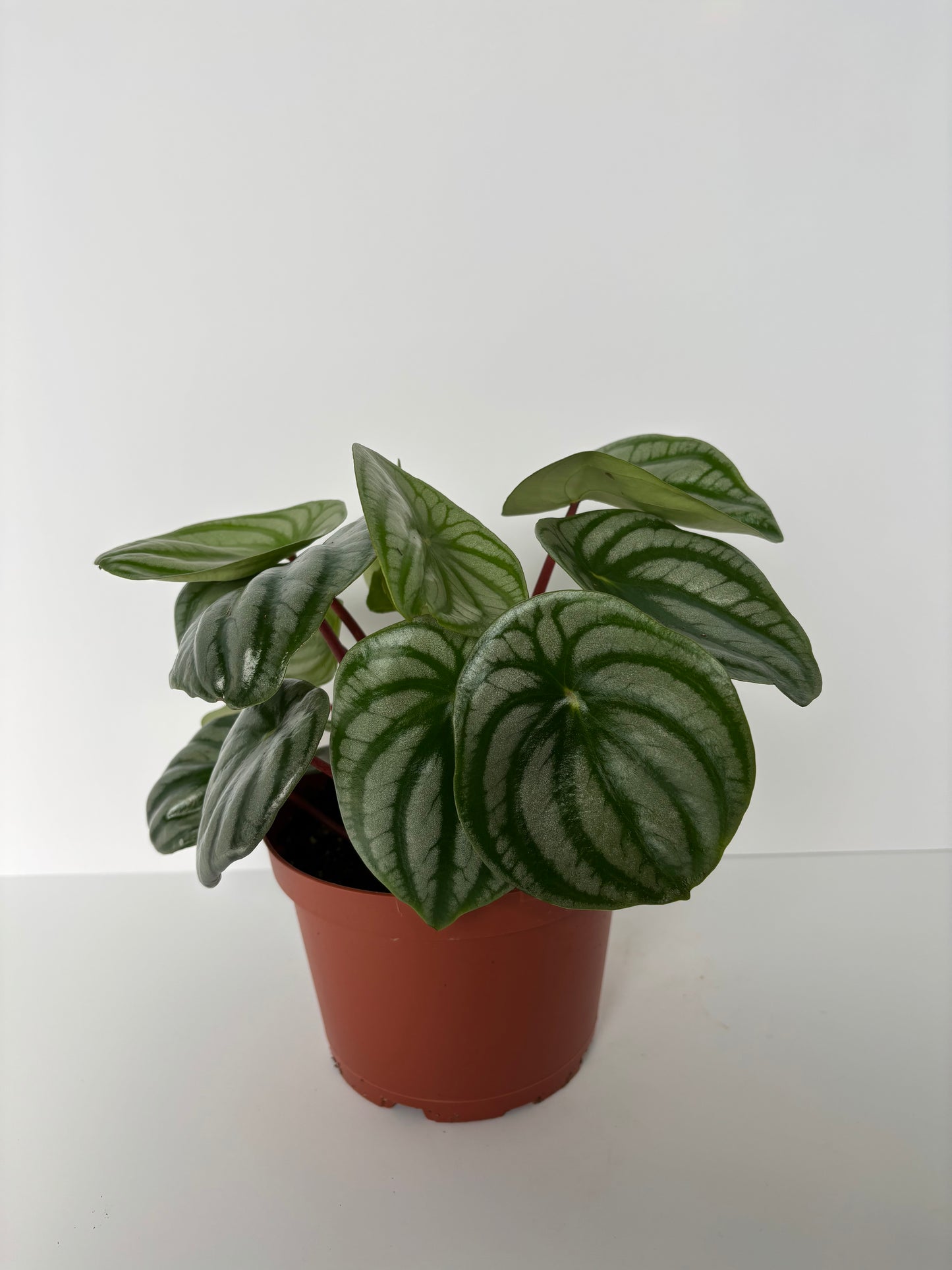 Watermelon Peperomia / Peperomia argyreia