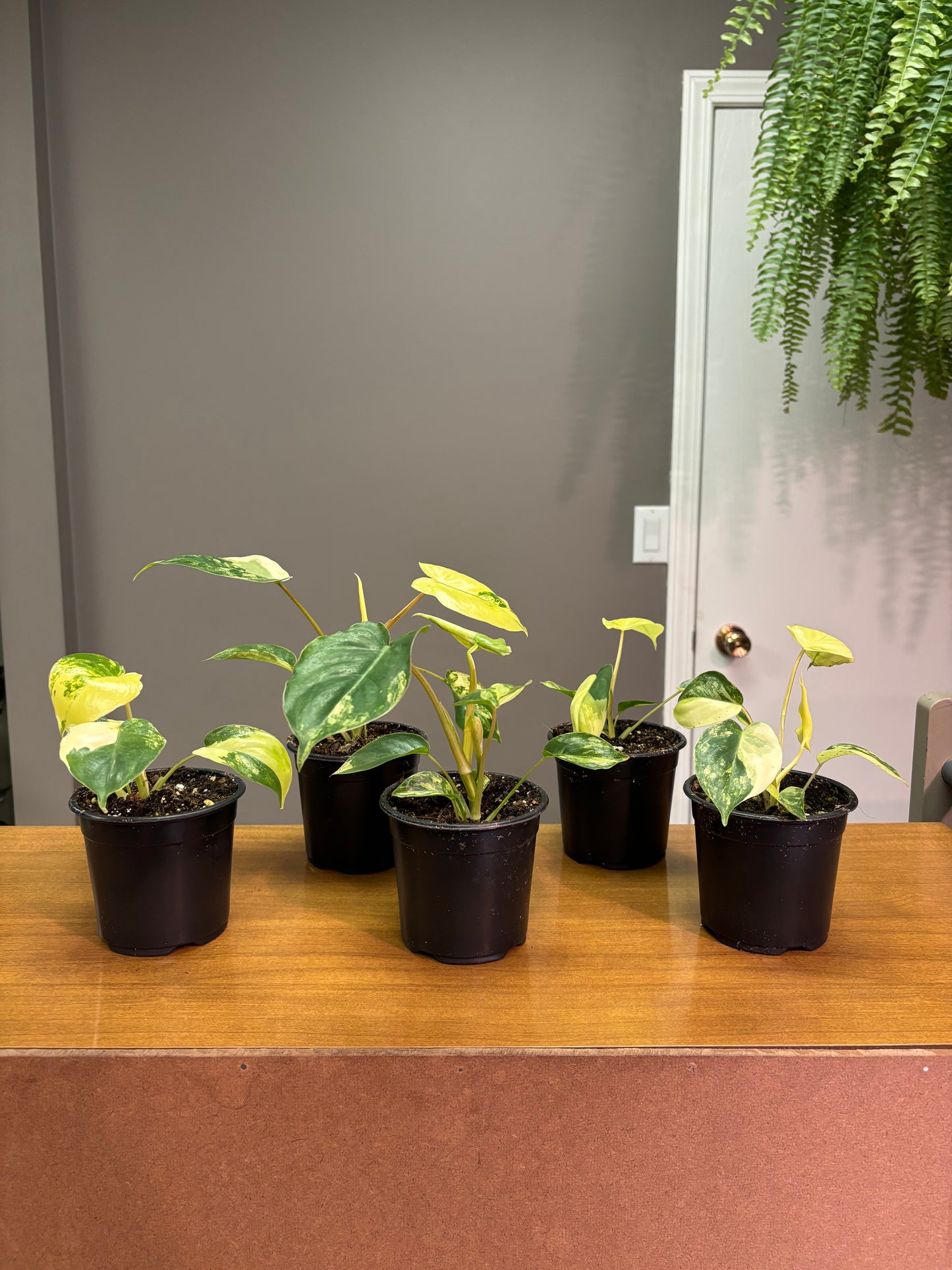 4” Philodendron Burle Marx Variegata