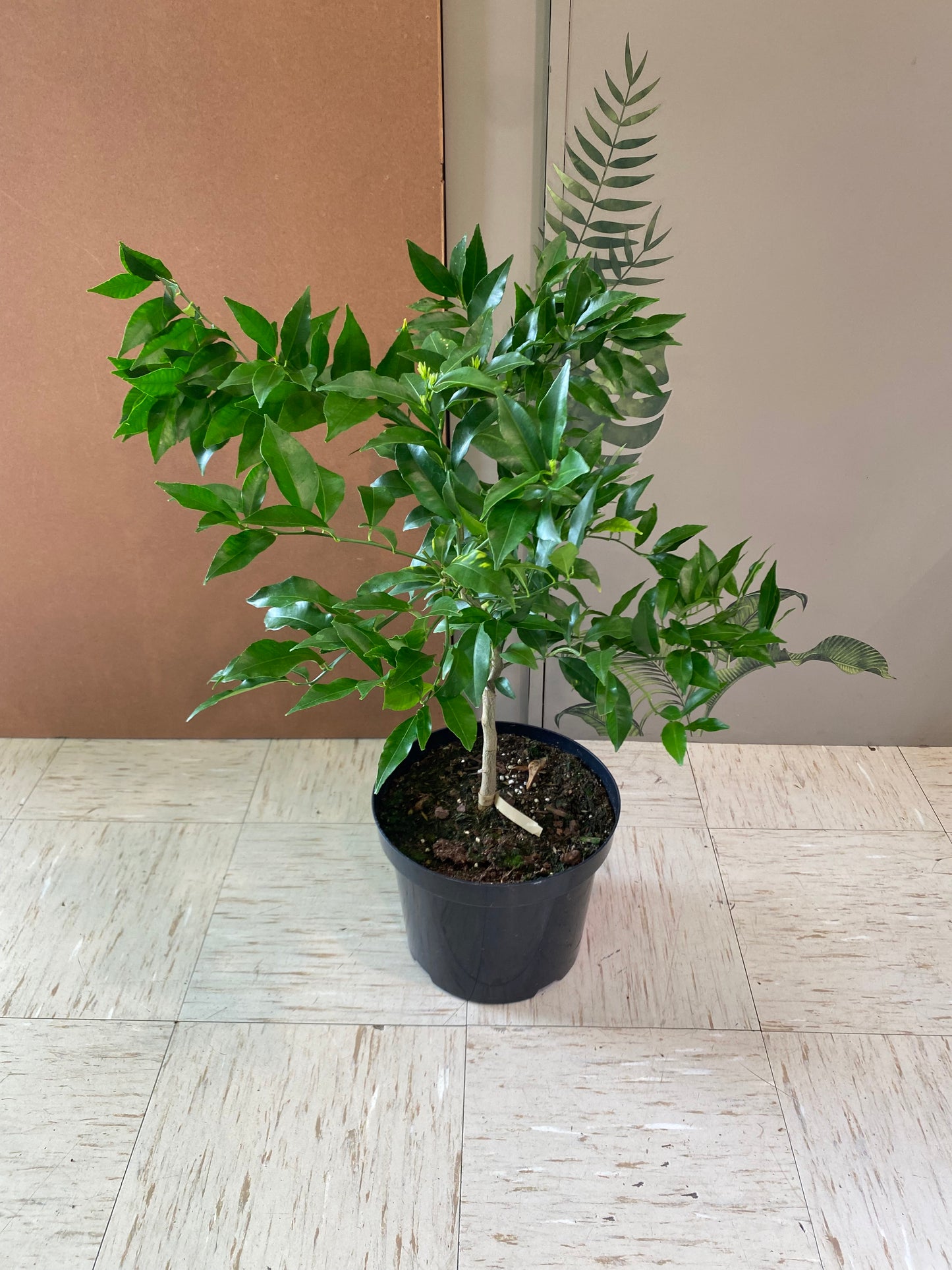 8” Honey Mandarin Orange Tree