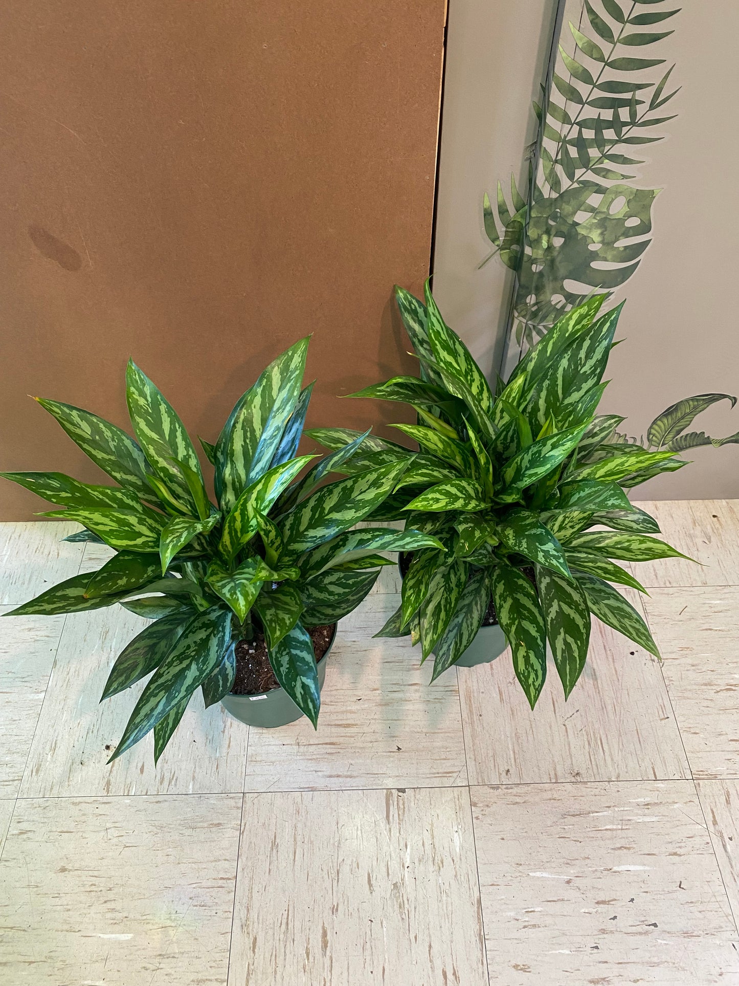 8” Aglaonema Tigress
