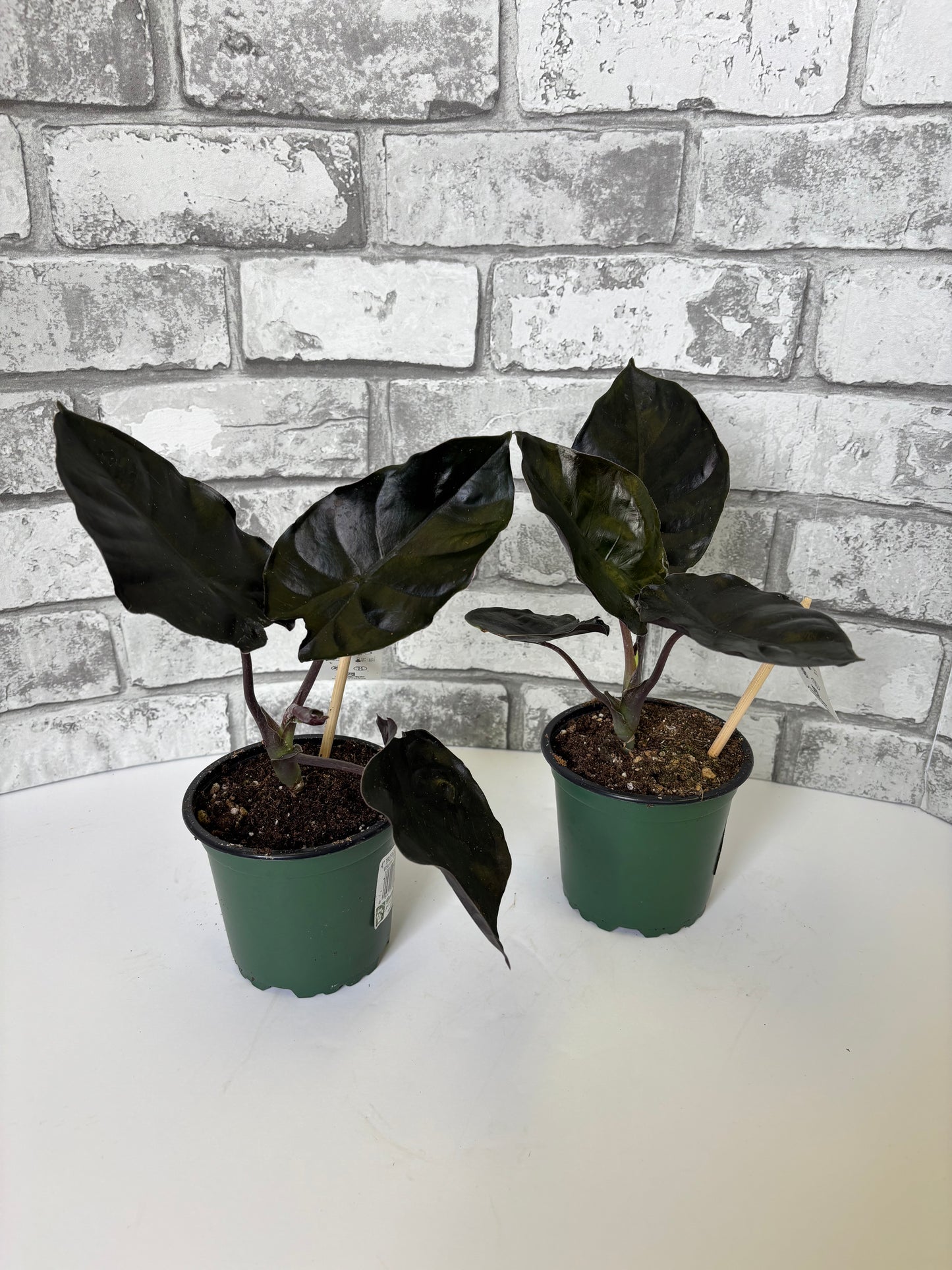 4” Alocasia infernalis