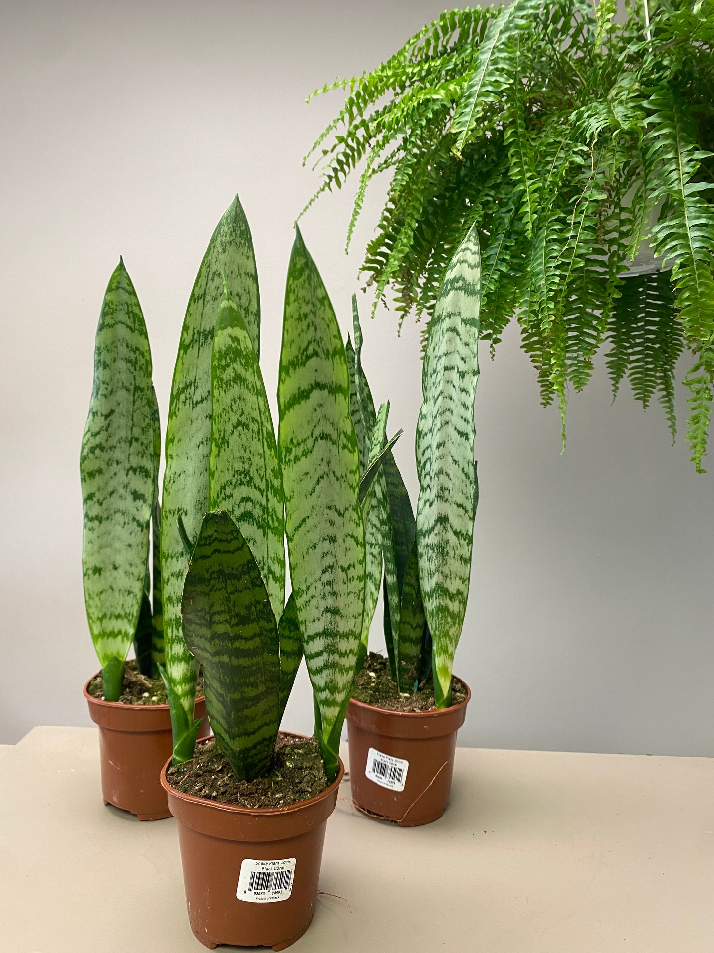 4” Snake Plant “zeylanica”