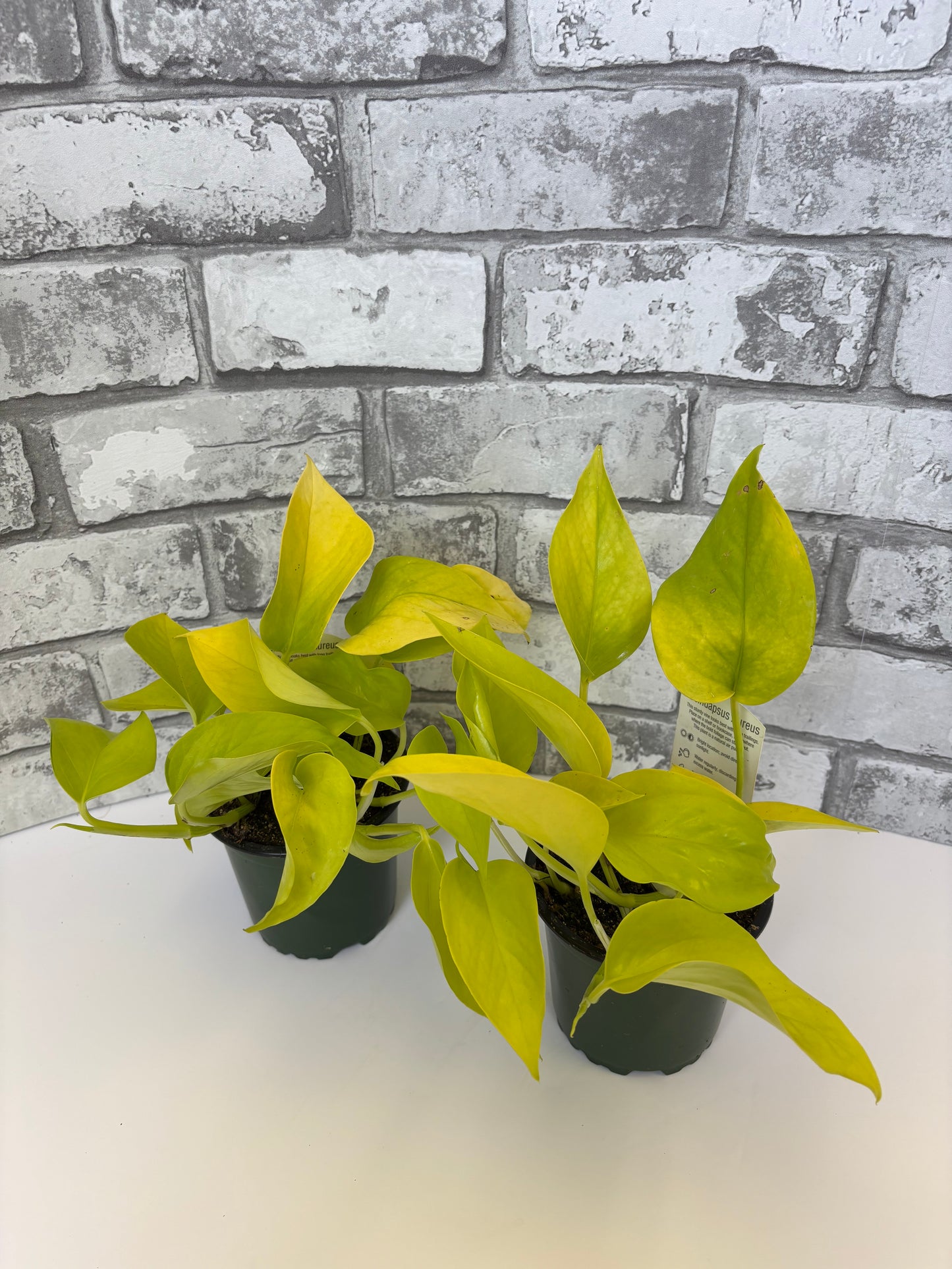 Neon Pothos / Epipremnum aureum 'Neon'