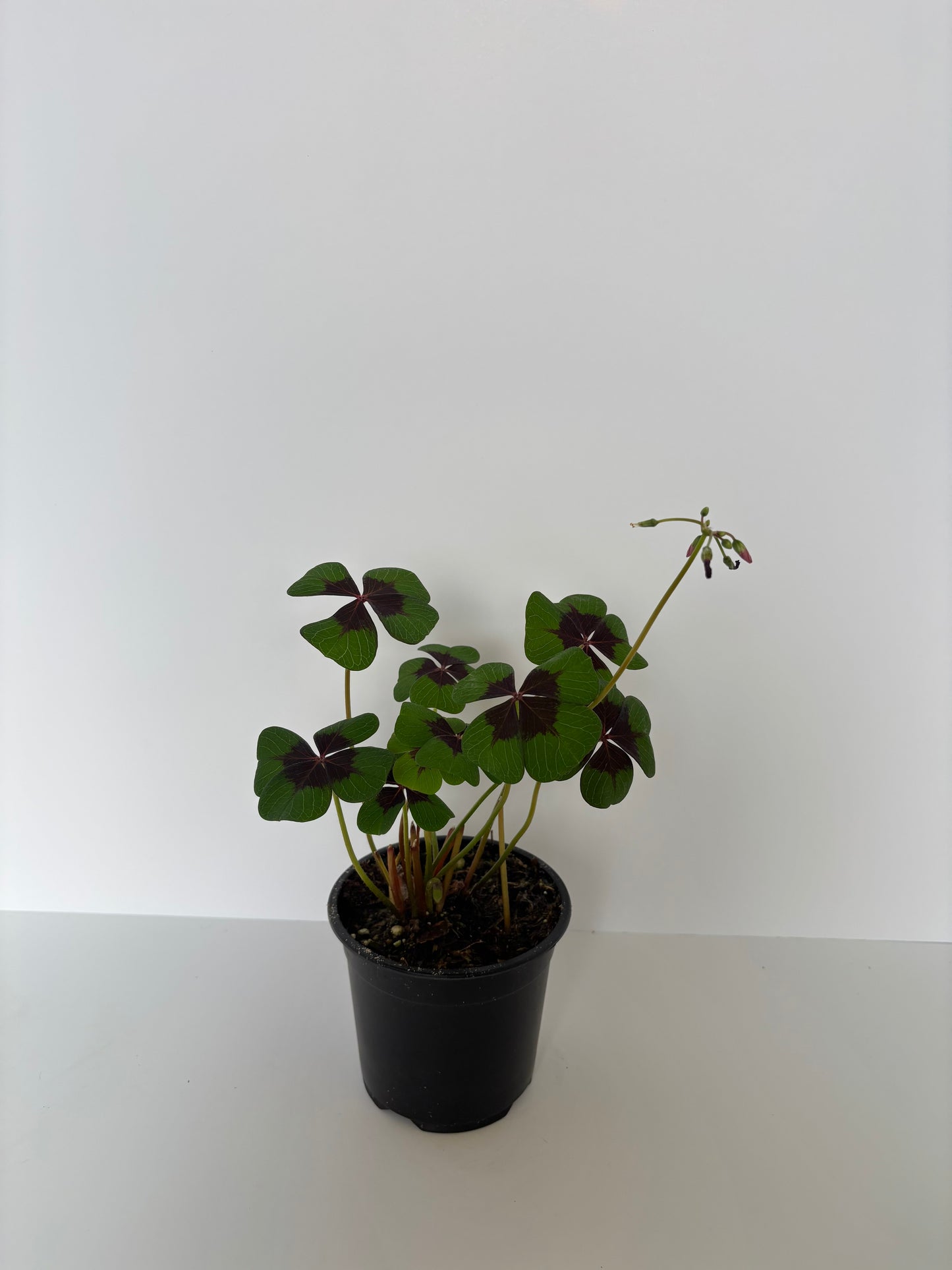 4” ‘Iron Cross’ Oxallis