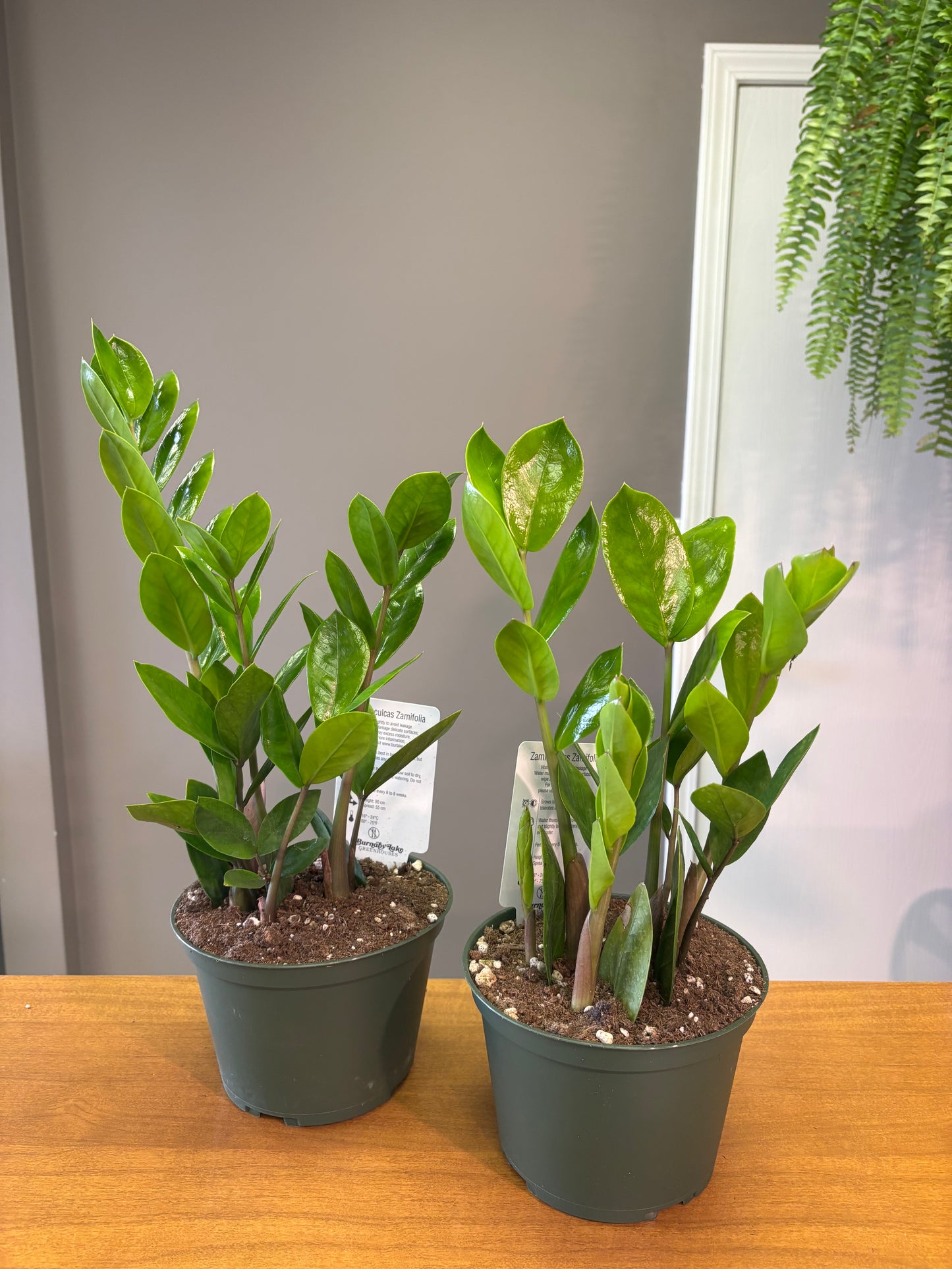 6” ZZ / Zamioculcas zamiifolia