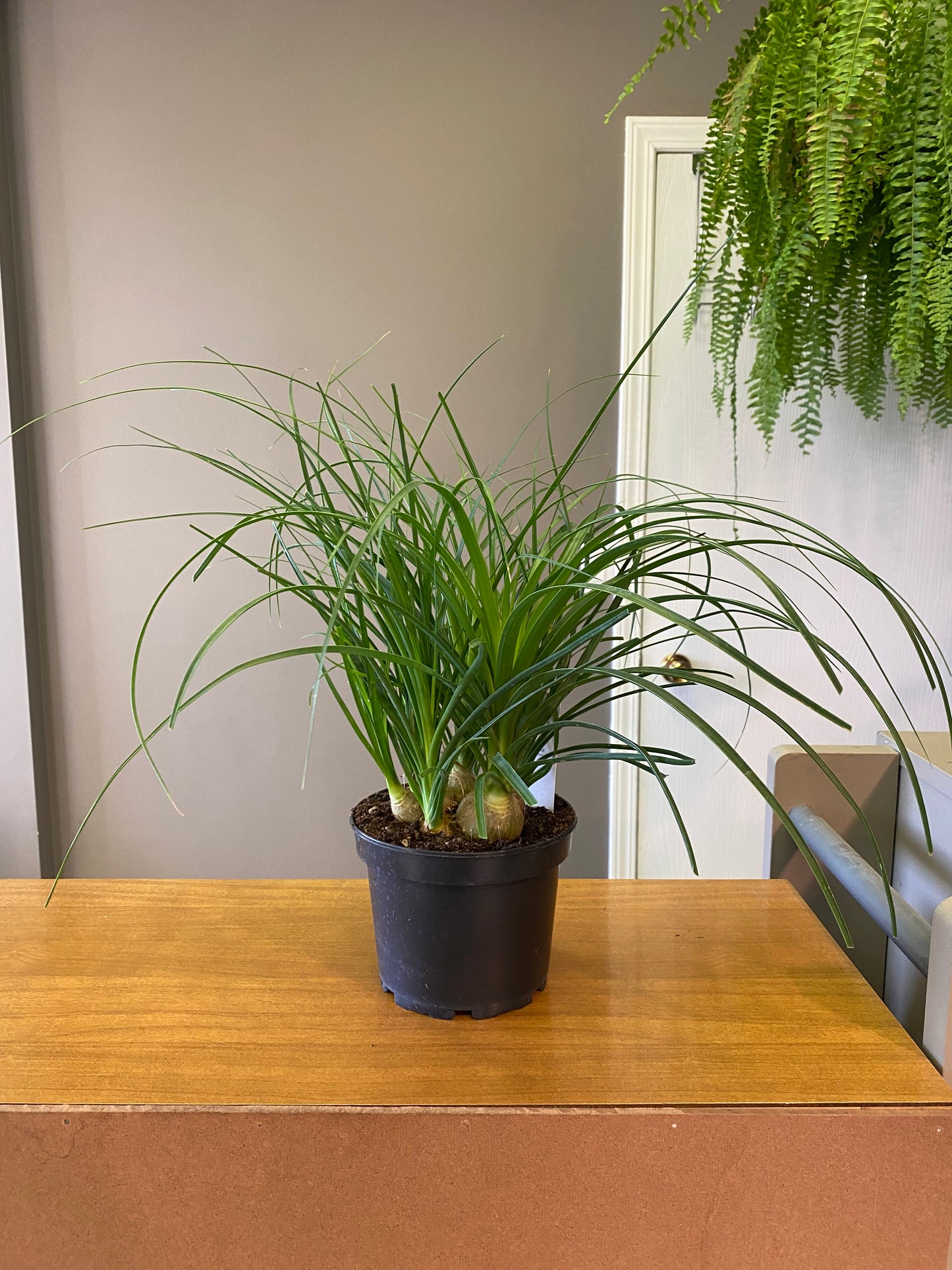 6” Ponytail Palm