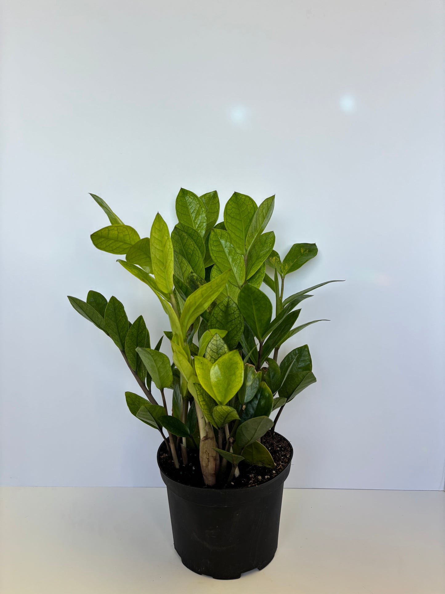 6” Chameleon ZZ / Zamioculcas zamiifolia 'Chameleon'