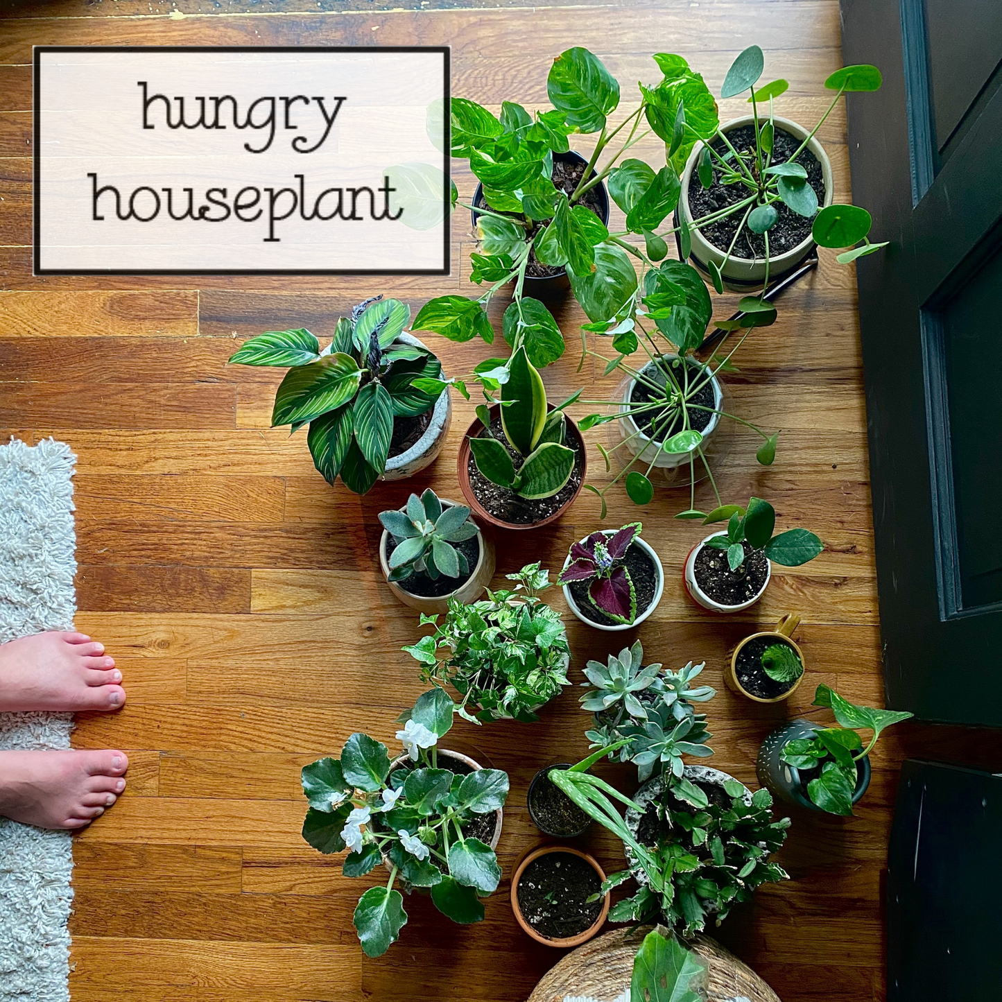 GROW Liquid Seaweed Fertilizer | 1.69 oz (50 ml)