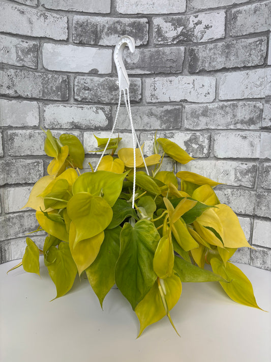 Lemon Lime Heartleaf Philo. / Philodendron hederaceum 'Lemon Lime'