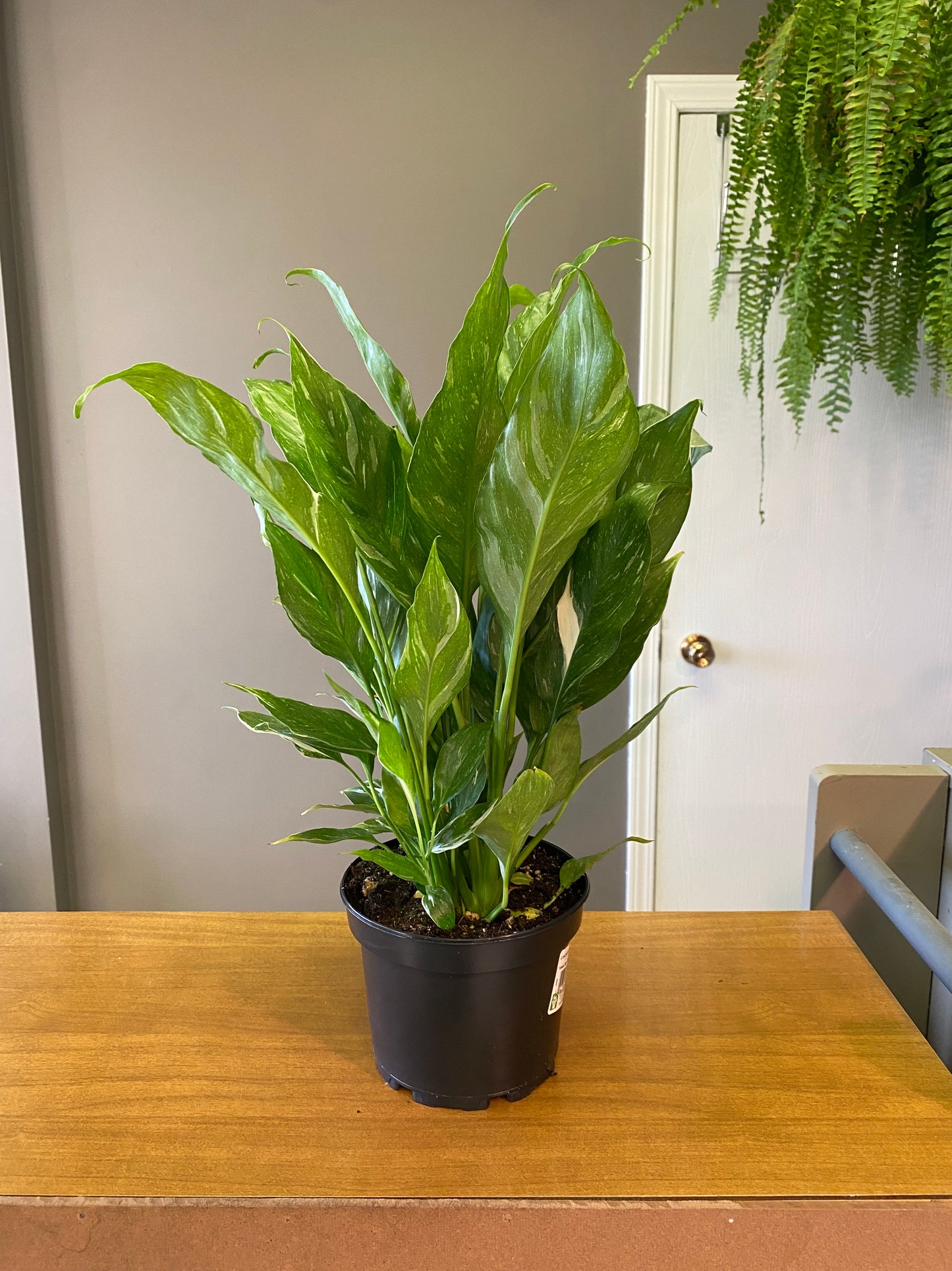 6” Peace Lily Domino