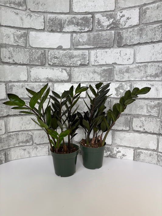 4” Black ZZ / Zamioculcas zamiifolia 'Raven'