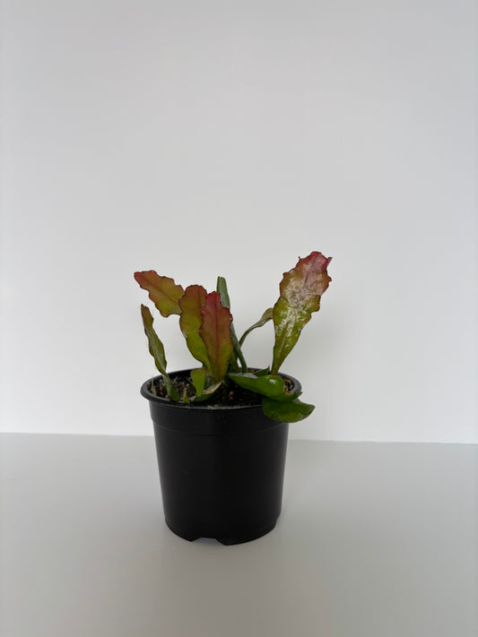 4” Fishbone Cactus / Disocactus anguliger
