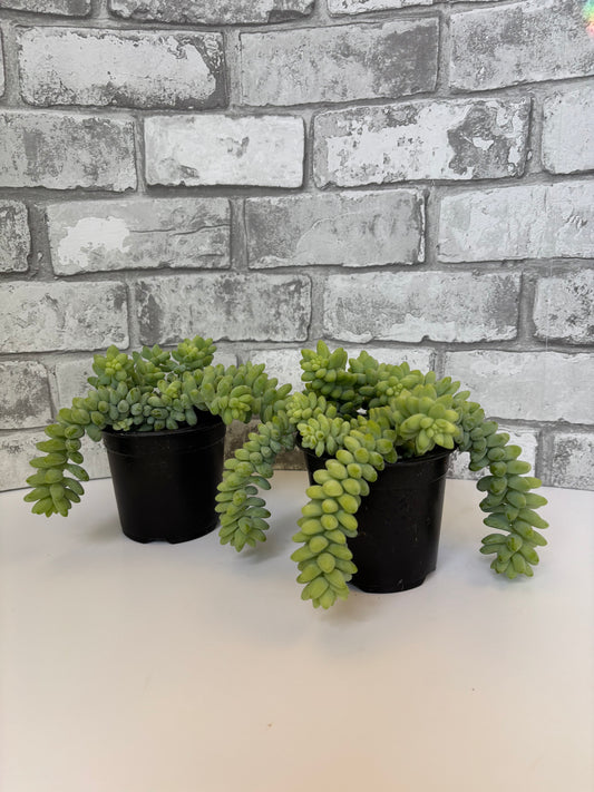 Burrows Tail / Sedum morganianum