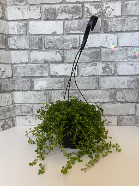 6” Baby Tears / Pilea depressa