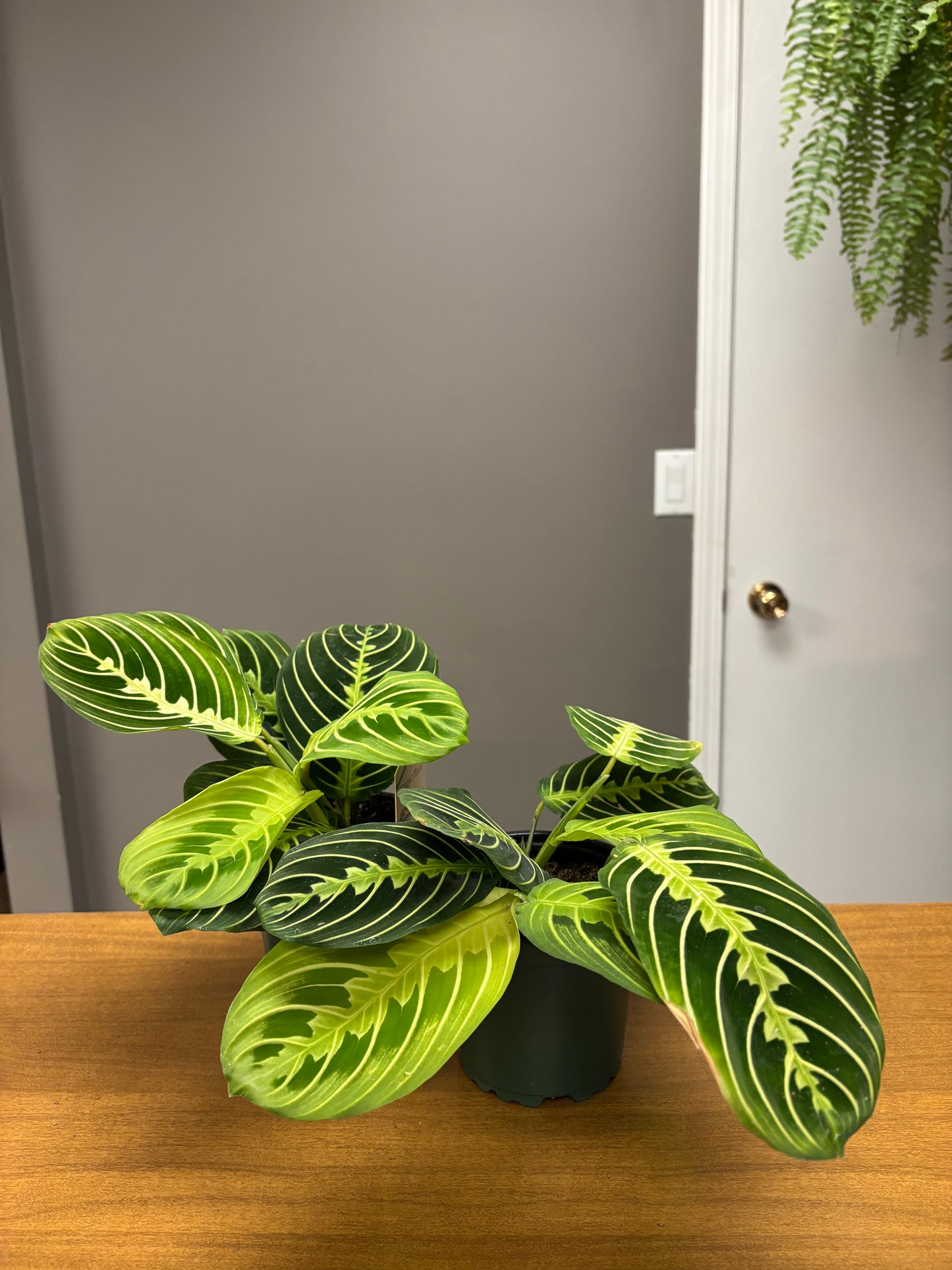 4” Maranta leuconeura “Lemon”