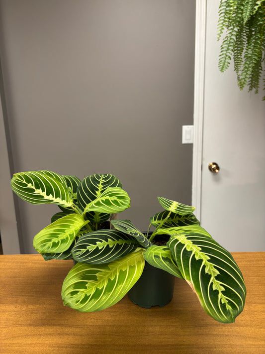 4” Maranta leuconeura “Lemon”