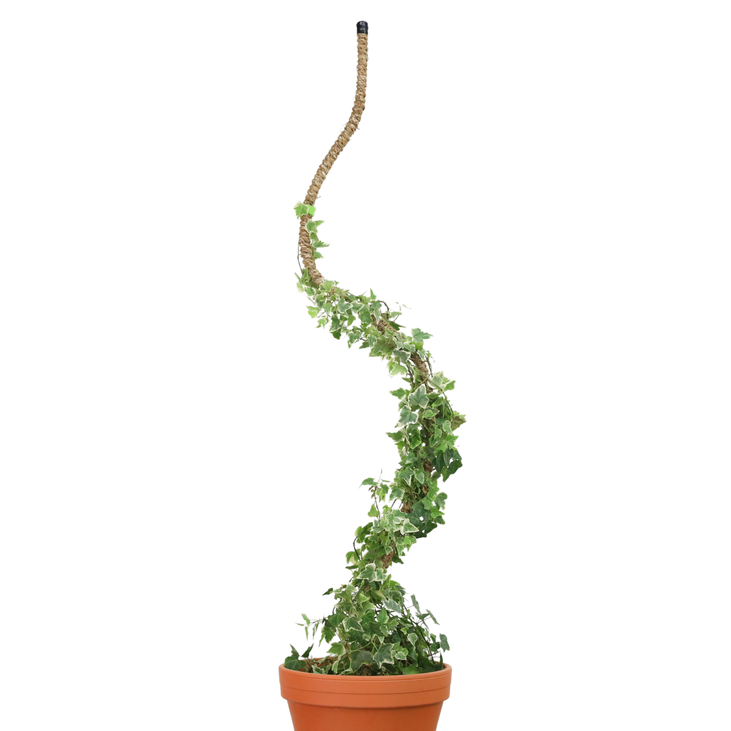 Original Bendable Coir Pole™ - Climbing Plants - Best Seller