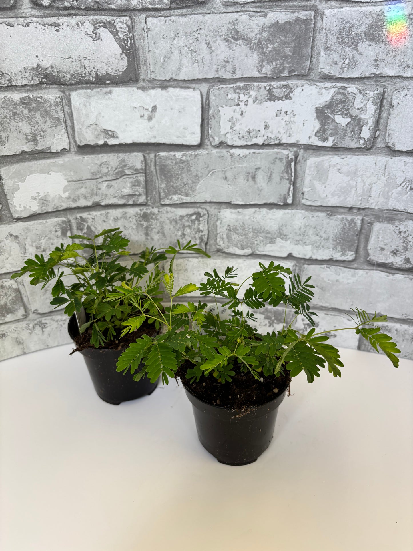 Sensitive Plant / Mimosa pudica