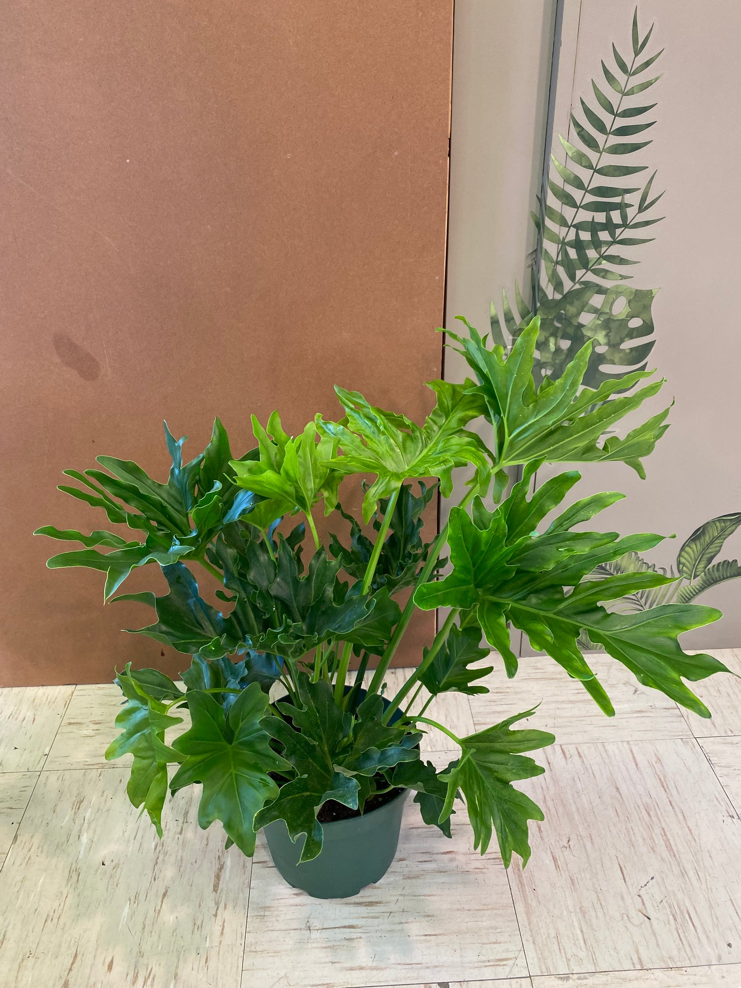 8” Philodendron Selloum