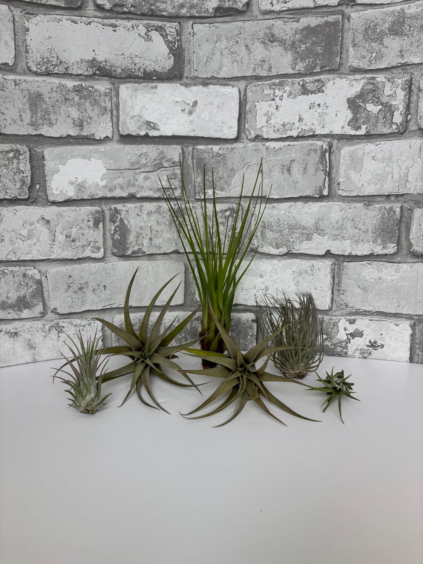 Assorted Air Plants / Tillandsia