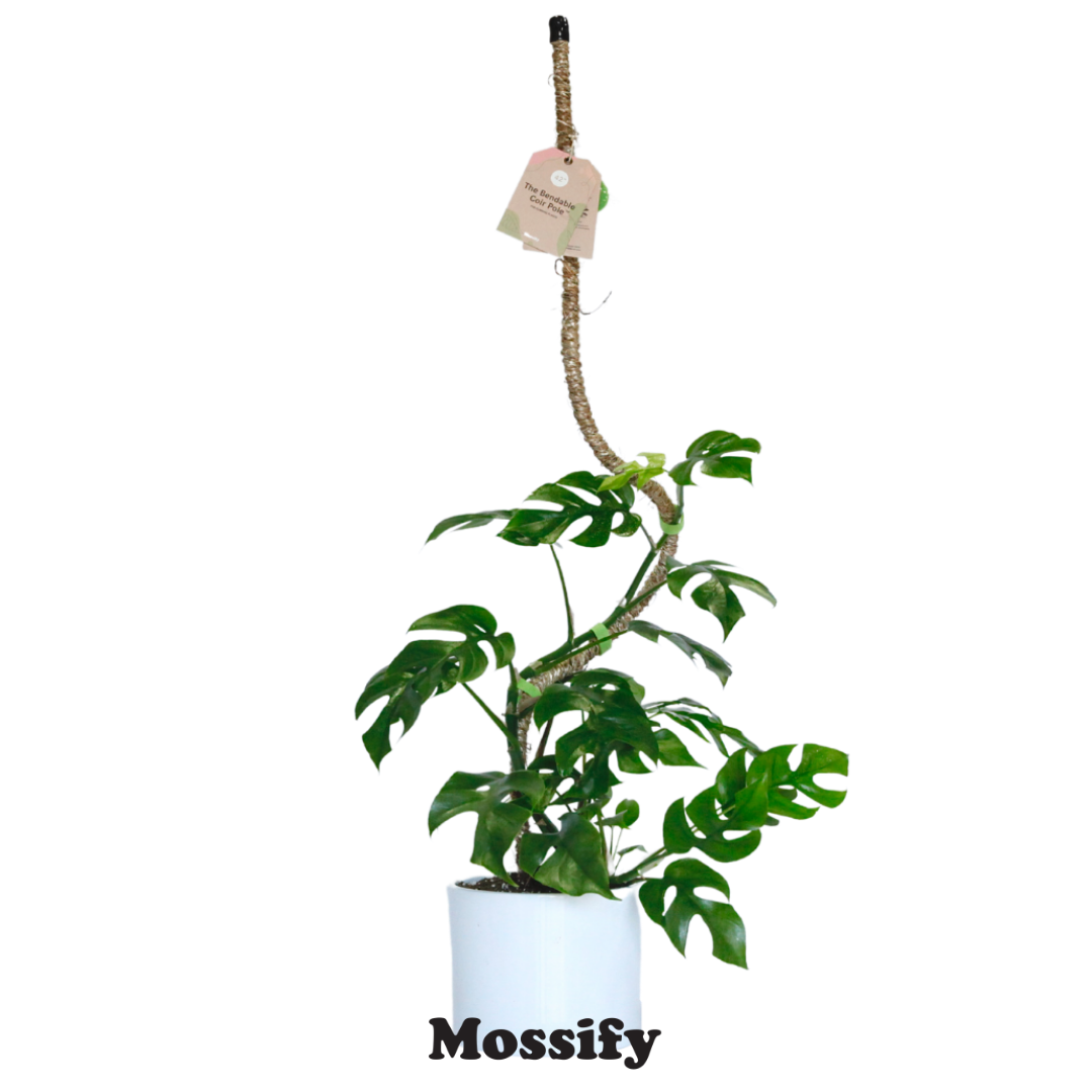 Original Bendable Coir Pole™ - Climbing Plants - Best Seller
