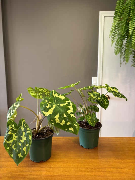 4” Alocasia Hilo Beaty / Caladium praetermissum