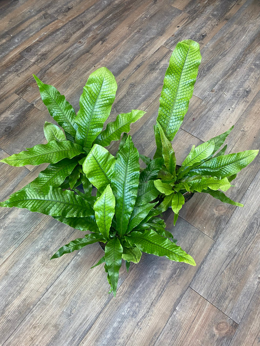 6” Crocodile Fern