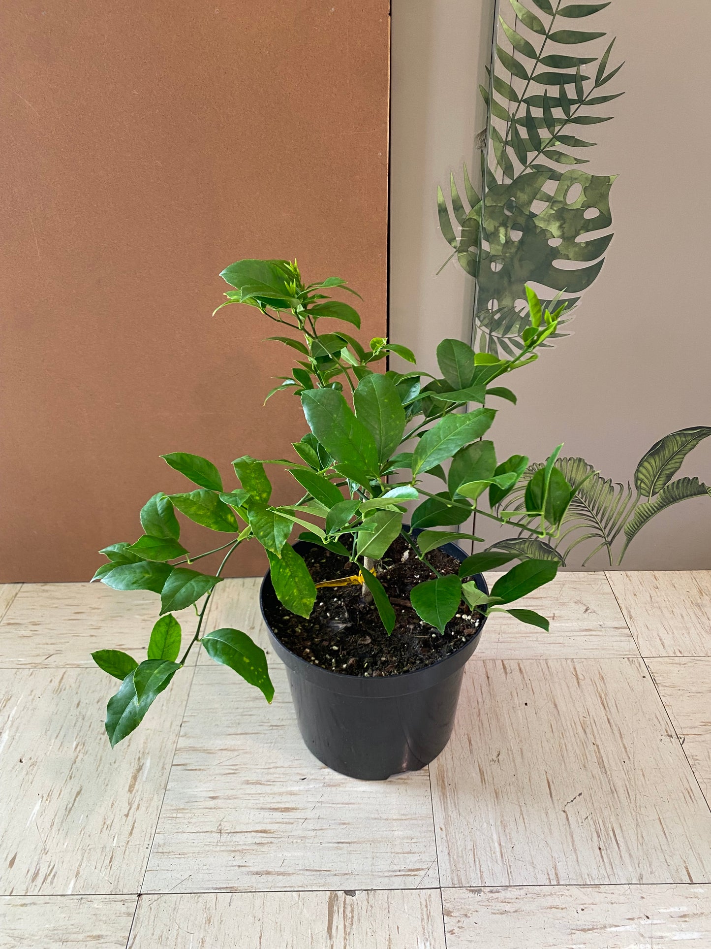 8” Mayer Lemon Tree