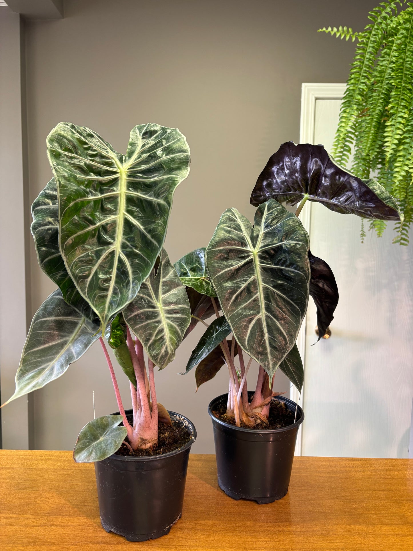 6” Alocasia ‘Pink Princess’ / Alocasia lowii ‘Morocco’