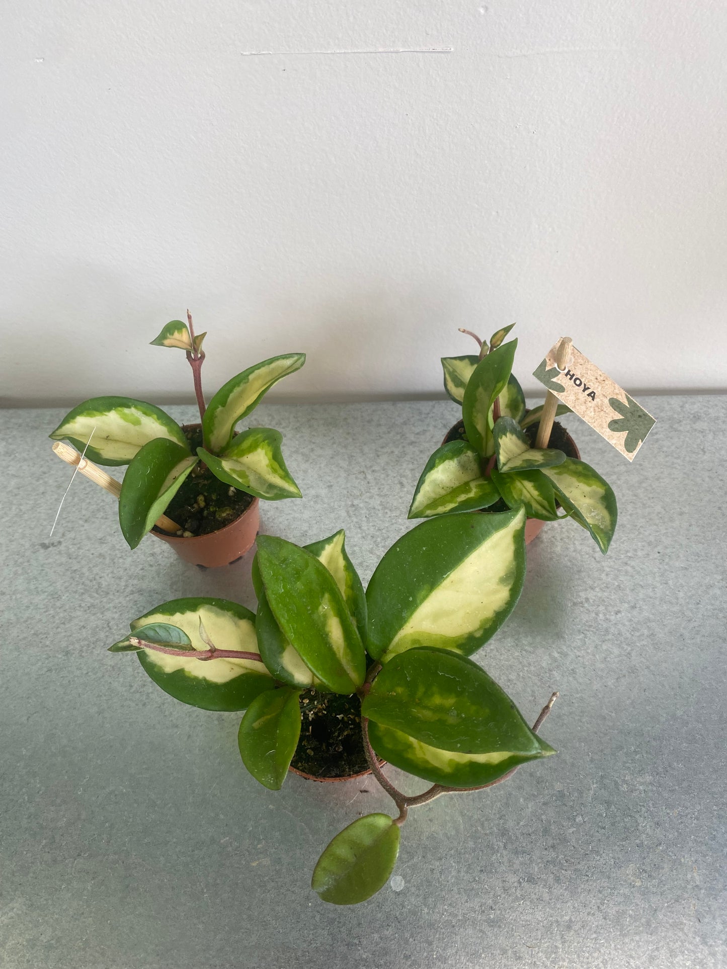 2.25” Tricolour Hoya Carnosa