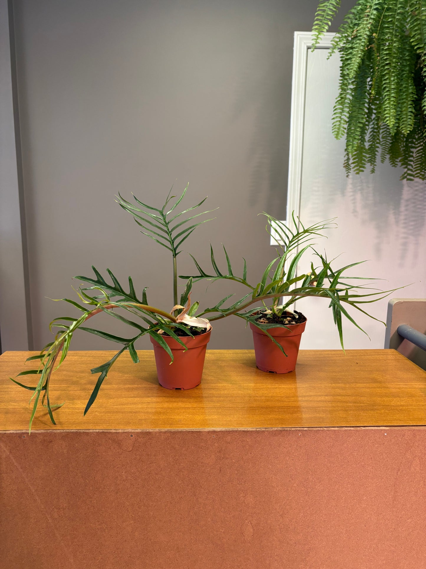 4” Philodendron Tortum