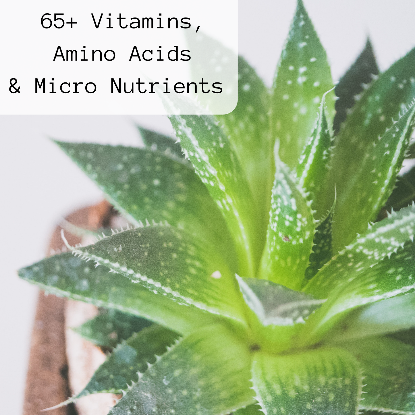 GROW Liquid Seaweed Fertilizer | 1.69 oz (50 ml)