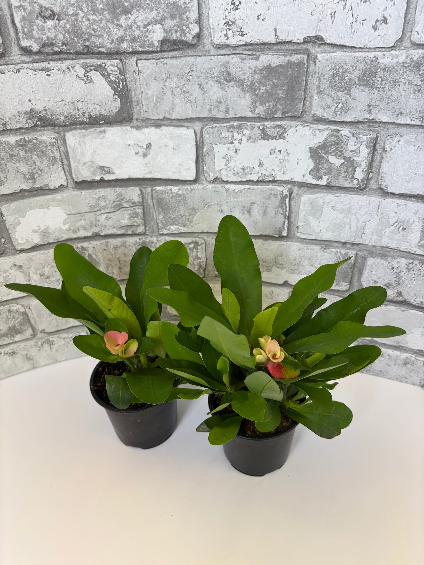 Crown of Thorns / Euphorbia milii