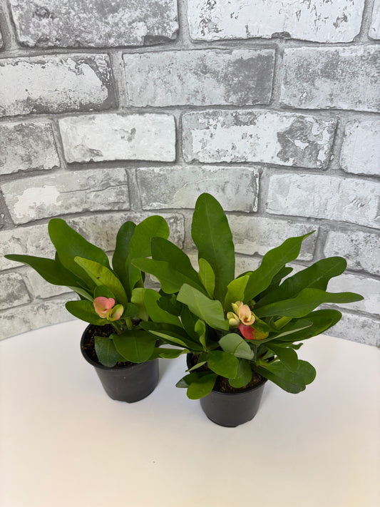 Crown of Thorns / Euphorbia milii