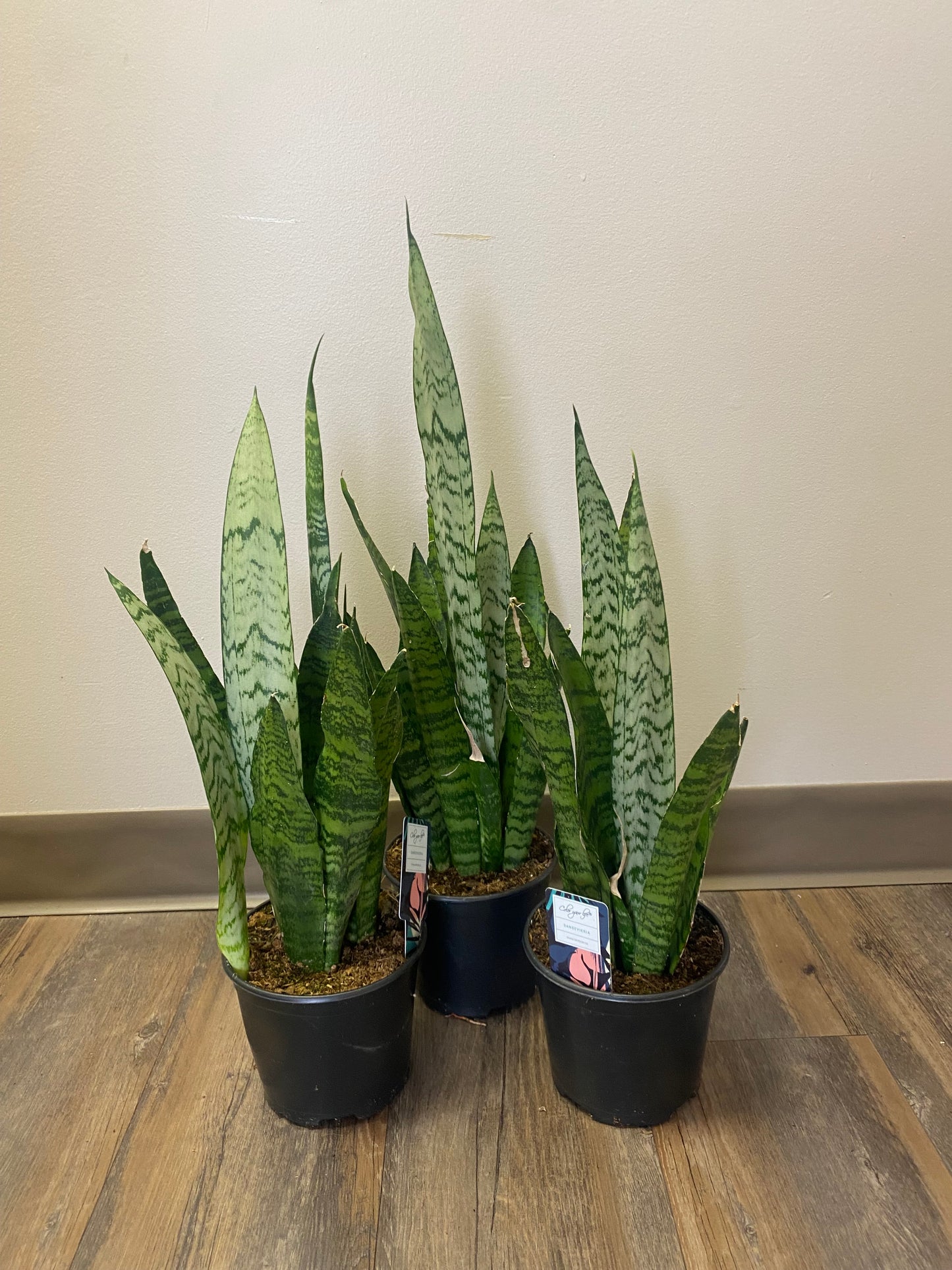 6” Snake Plant “zeylanica”