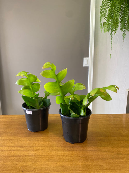 4” Shark Fin Cactus