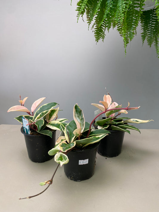 4” Hoya Krimson Queen