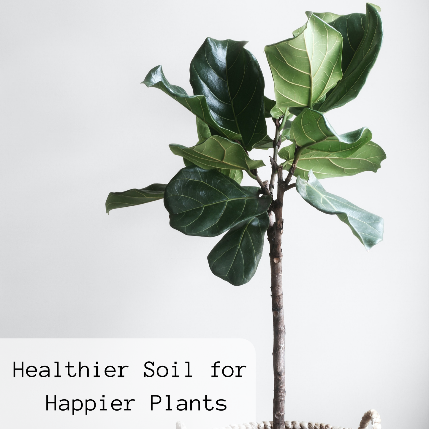 GROW Liquid Seaweed Fertilizer | 1.69 oz (50 ml)