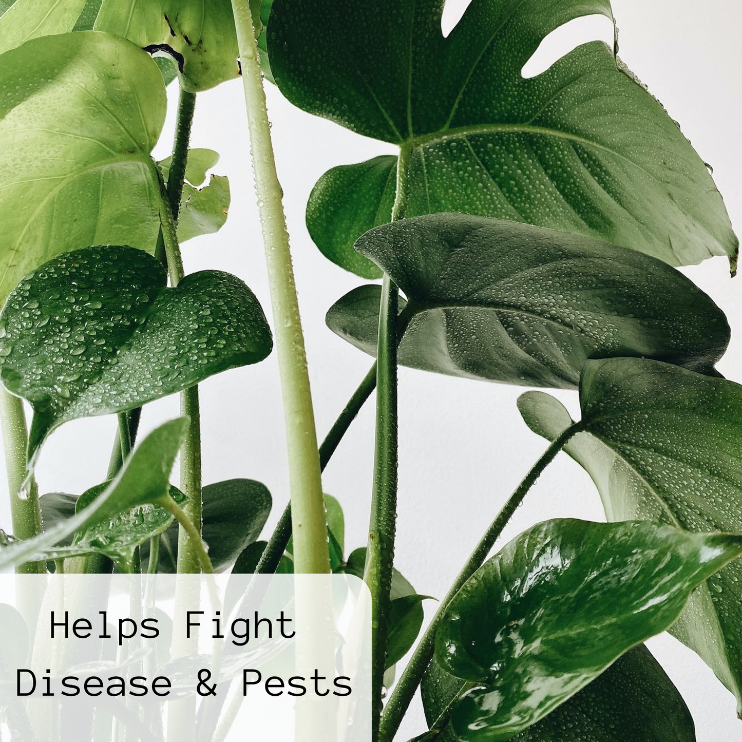 GROW Liquid Seaweed Fertilizer | 1.69 oz (50 ml)