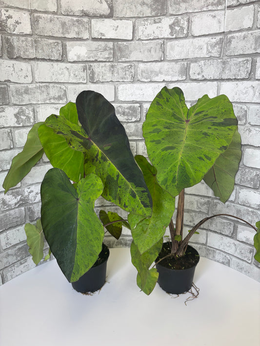 6” Colocasia esculenta ‘Mojito’