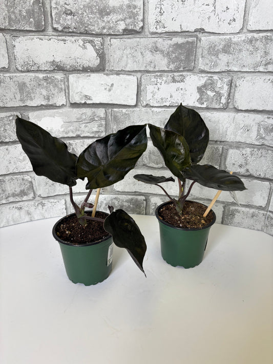 4” Alocasia infernalis