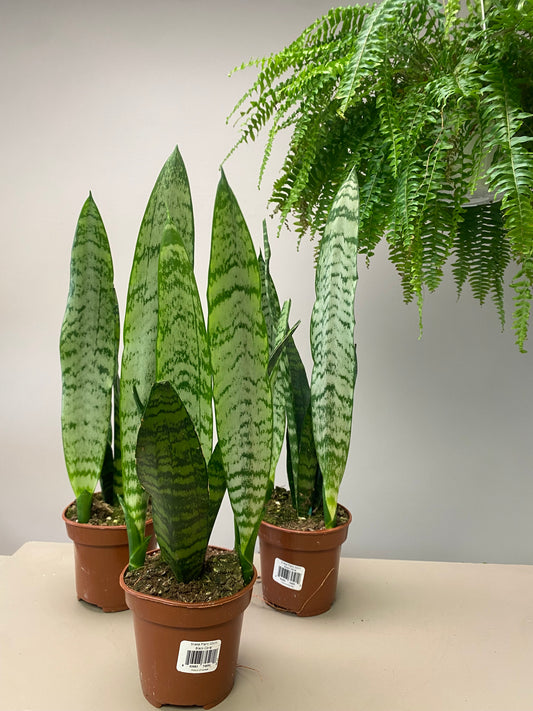 4” Snake Plant “zeylanica”