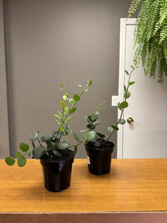 4” String of Coins / Xerosicyos danguyi