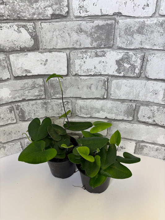 4” Heart leaf fern / Hemionitis arifolia